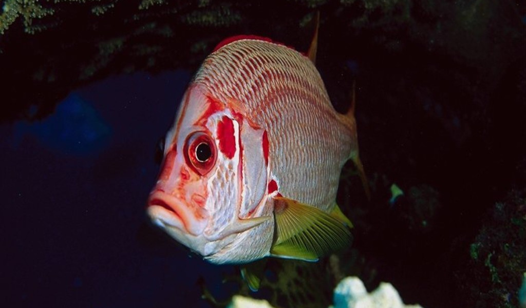 Рыба с красными полосками