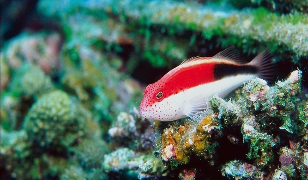 Красно-белая рыбка