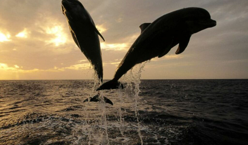 Дельфины в море