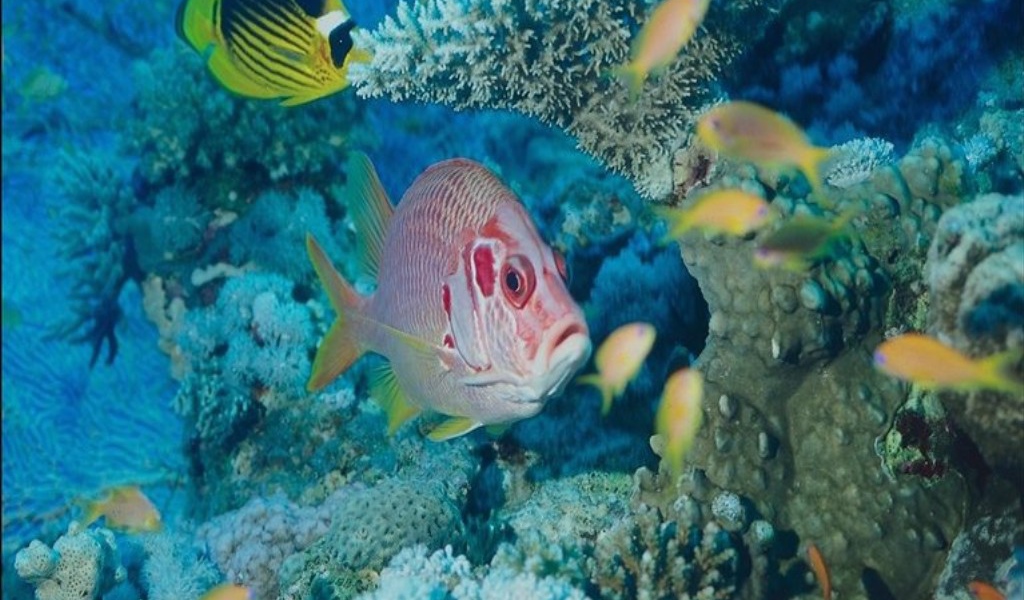 Экзотические морские рыбки