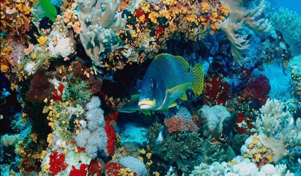 Морской микро мир