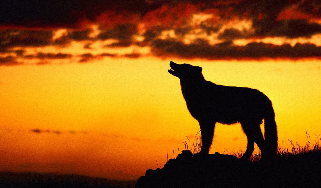 Волк на закате