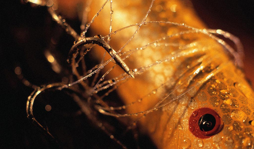 Рыбалка Снасть для рыбалки