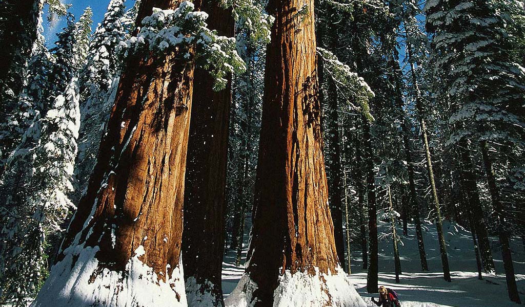 Зимний спорт Лыжник