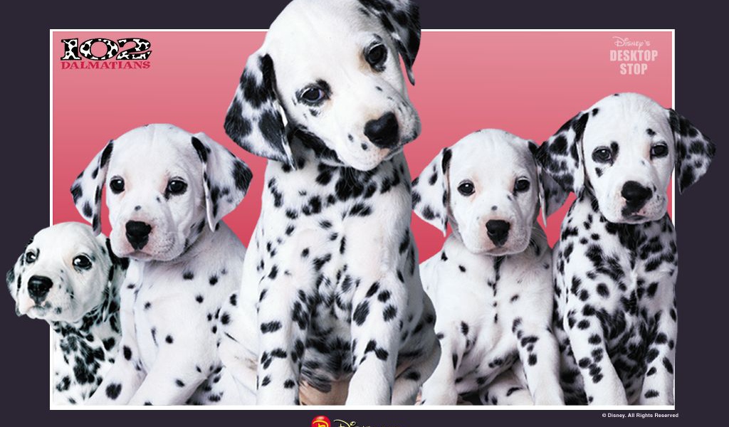 101 dalmatians