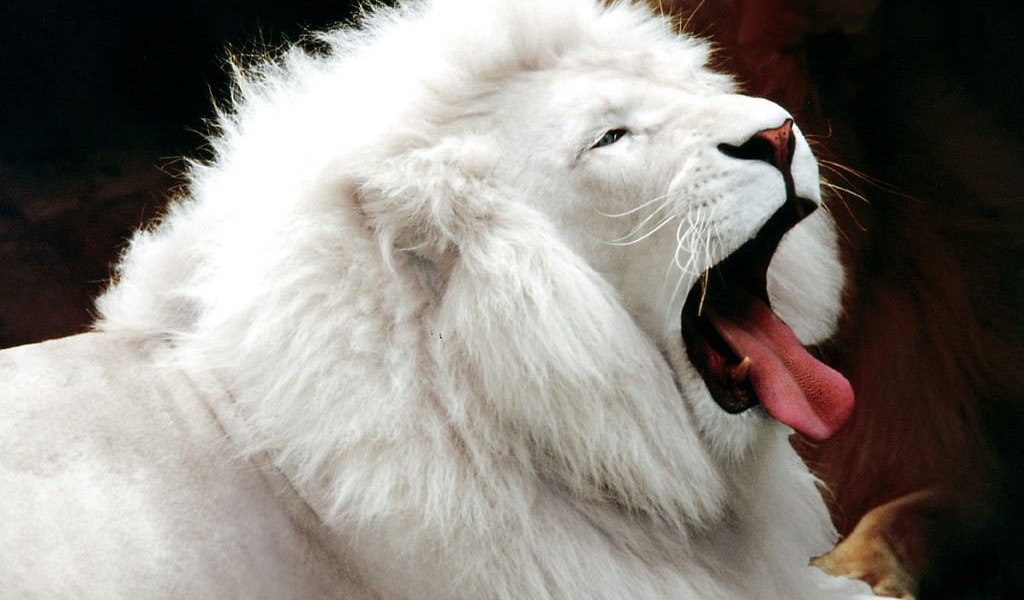 Лев альбинос