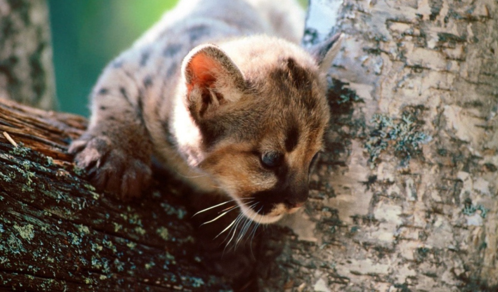 Серый кот на дереве