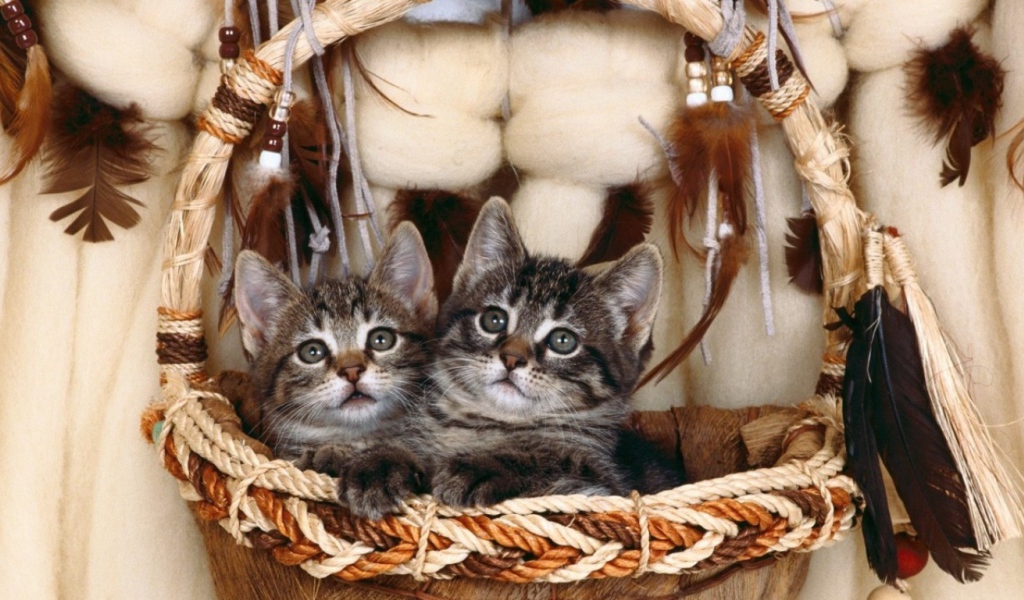 Котята в корзинке
