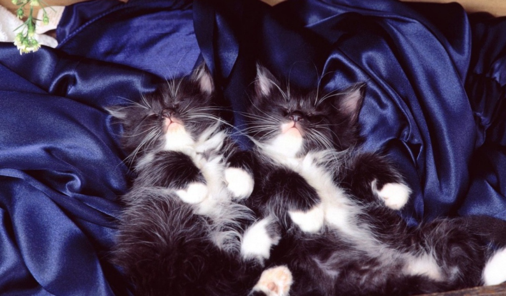 Два тёмных кота