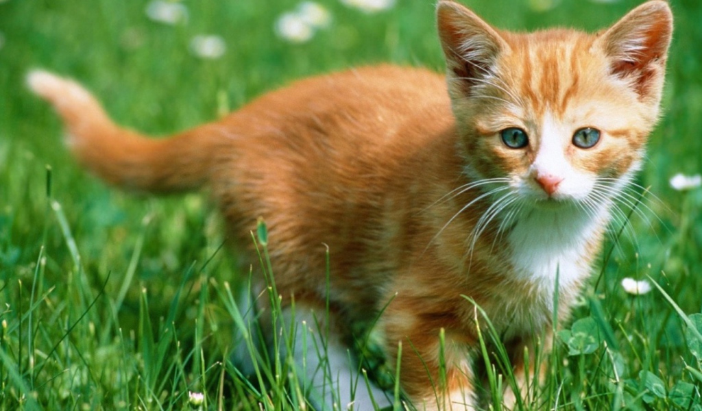 Рыжий бестыжий кот