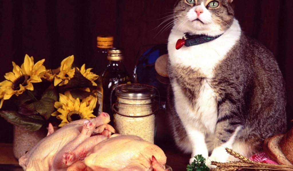 Кошка и еда