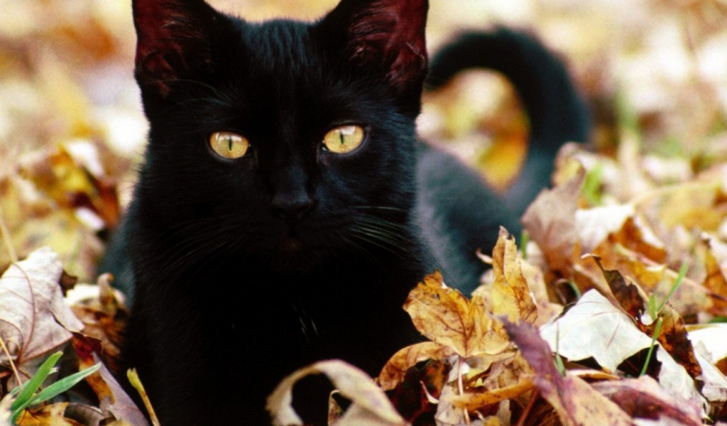 Черный кот в листьях
