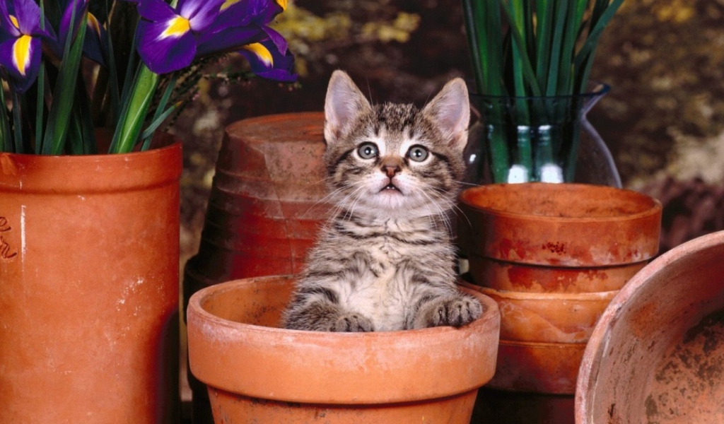 Котик в горшке