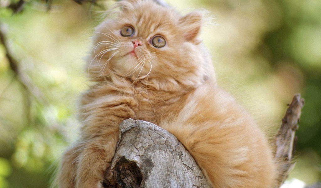 Рыжий задумчивый кот