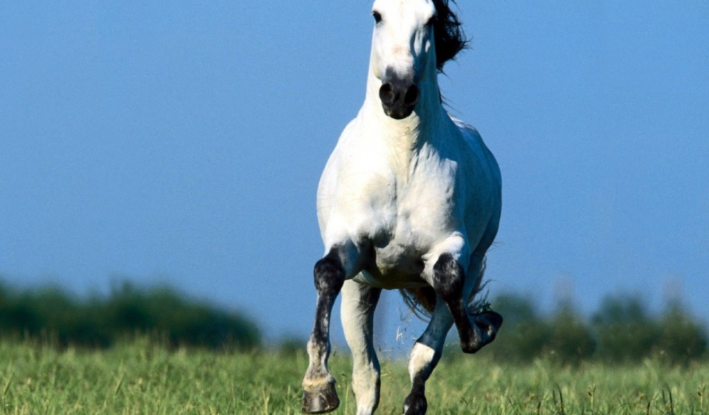 Белая лошадка