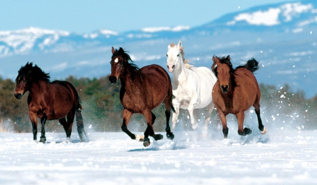 Лошади на снегу
