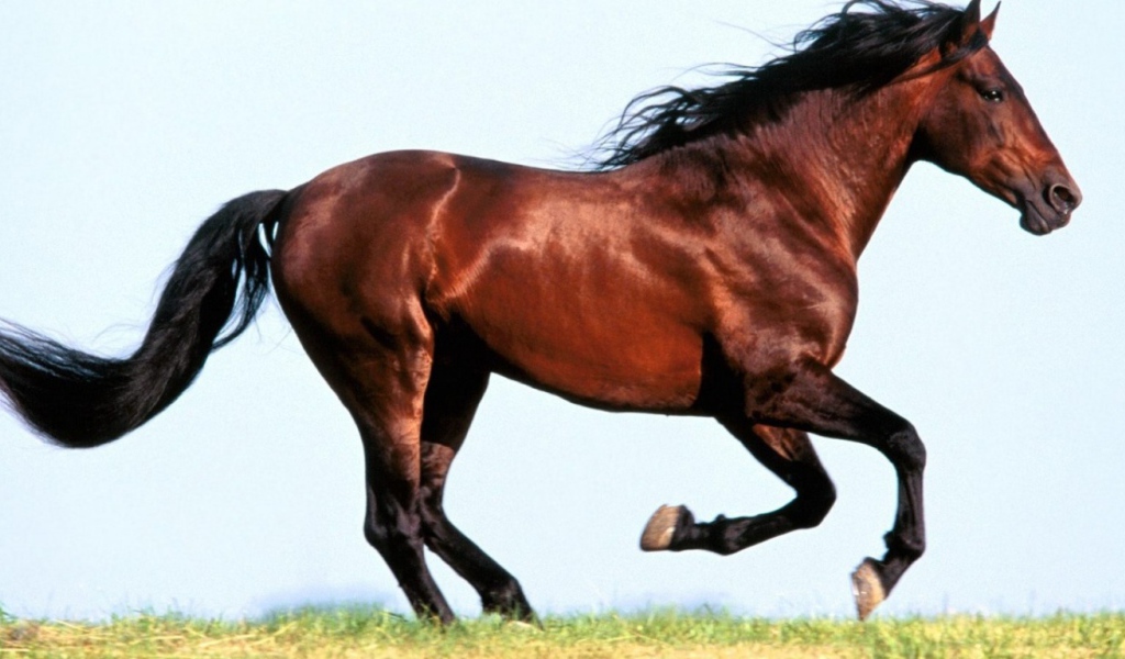 Конь бежит галопом