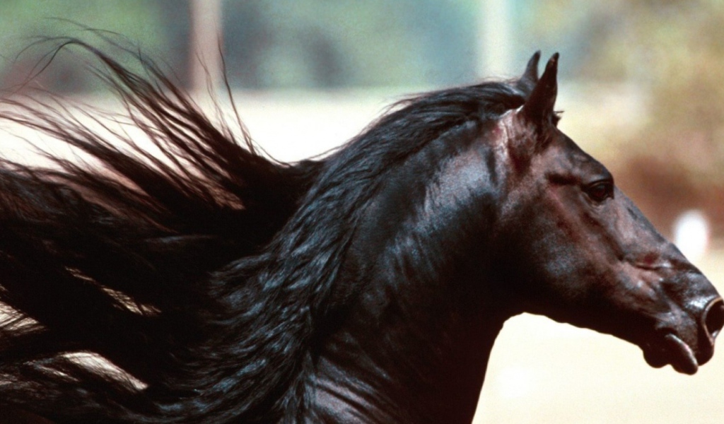 Красивый конь