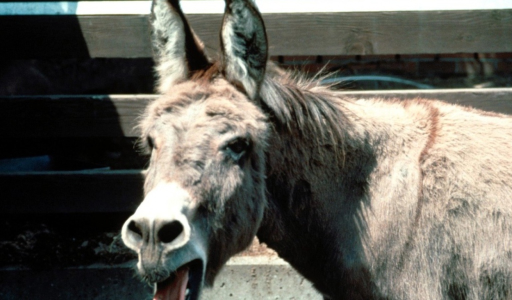 Смешная лошадь