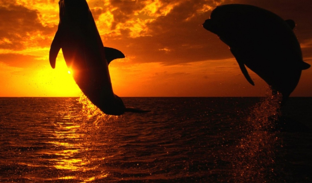 Дельфины на закате