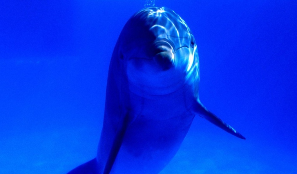 Дельфинчик