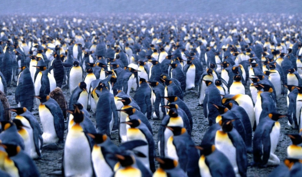 Стая пингвинов