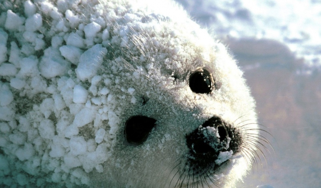 Детеныш моржа