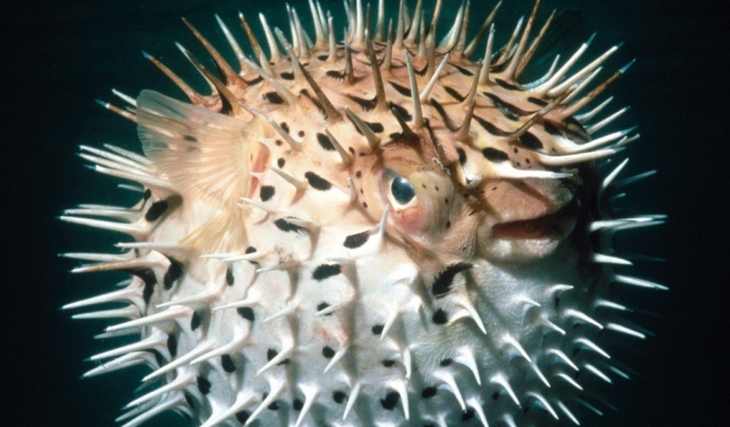 Рыба еж