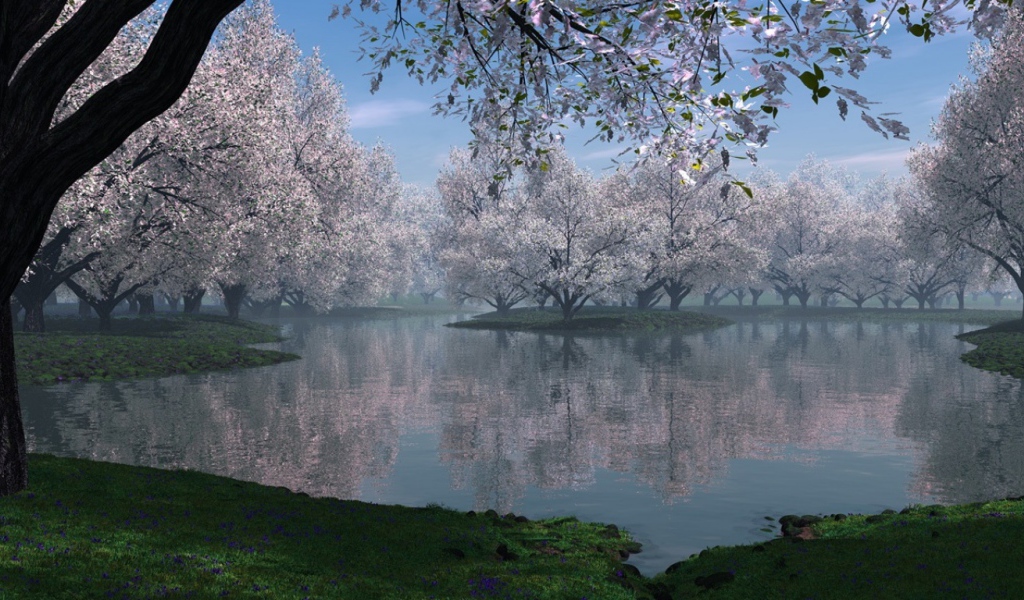 Цветущая сакура