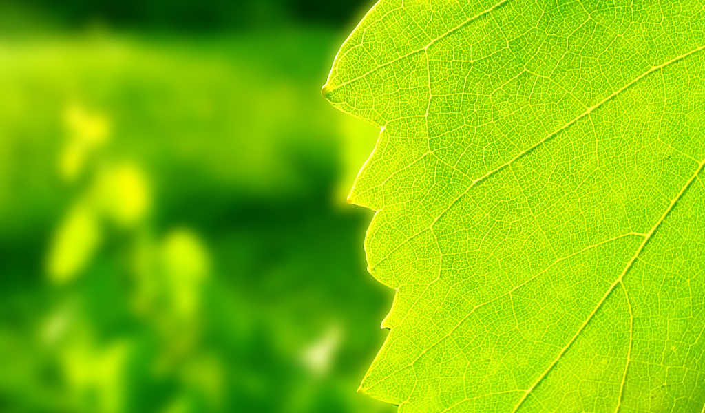 Windows Vista - обои на рабочий стол