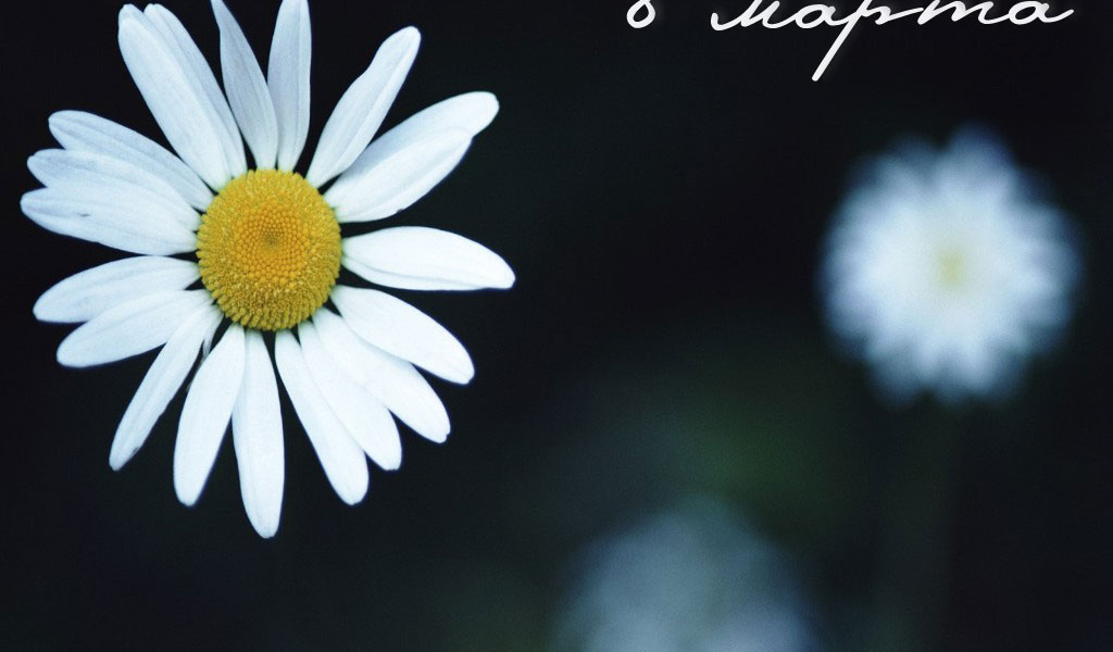 Ромашка 8 марта