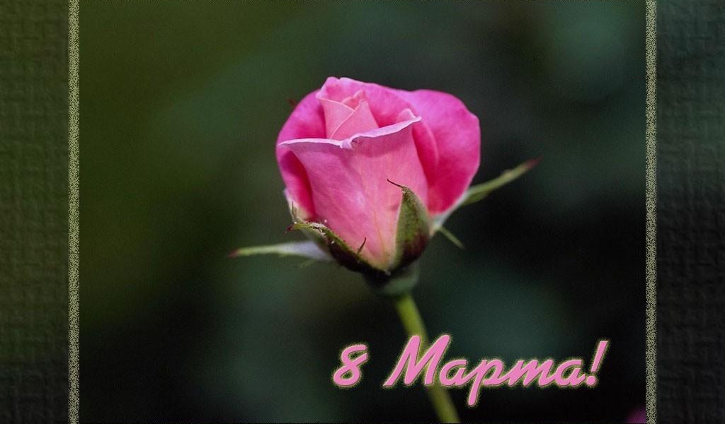 Цветок 8 Марта