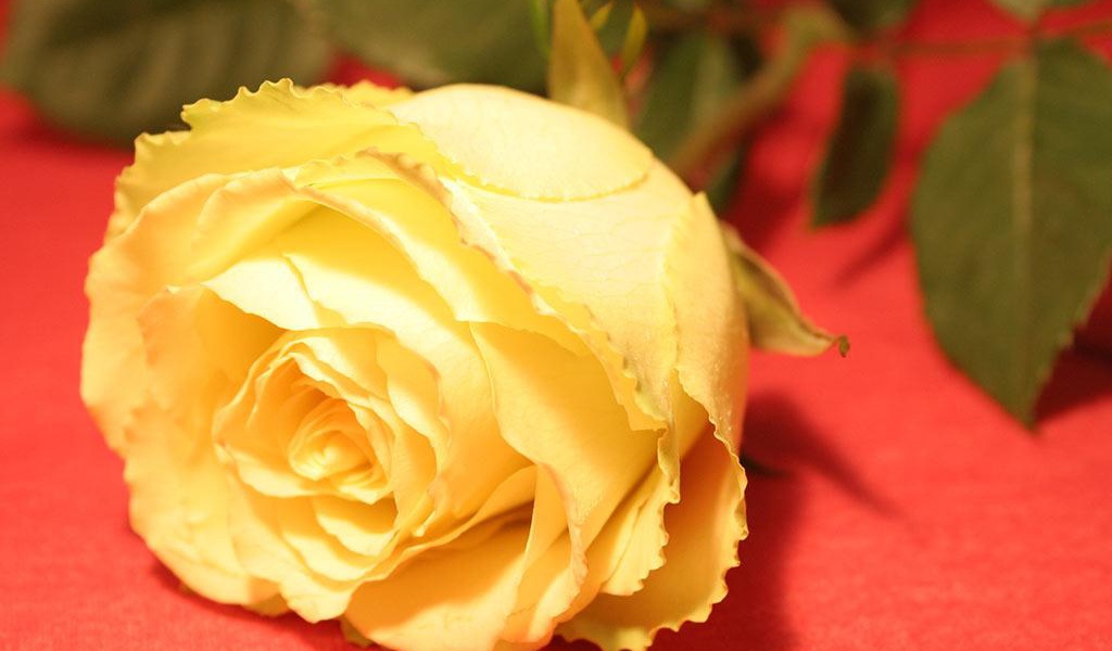 Цветок на 8 марта