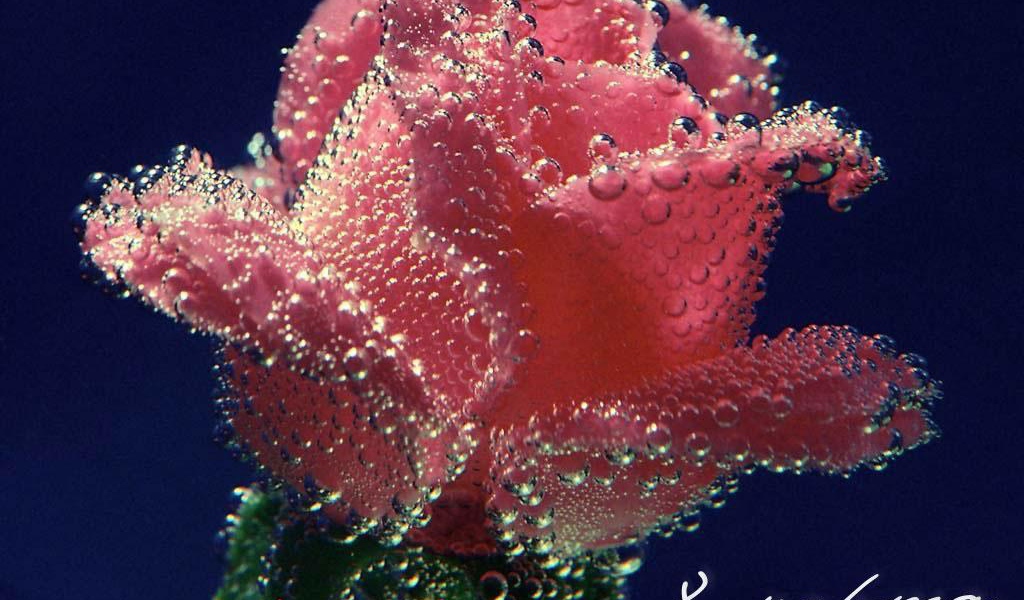 Цветок в подарок женщине