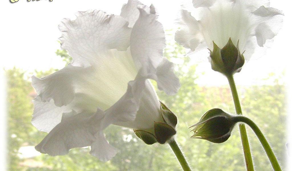 Картинка на 8 Марта