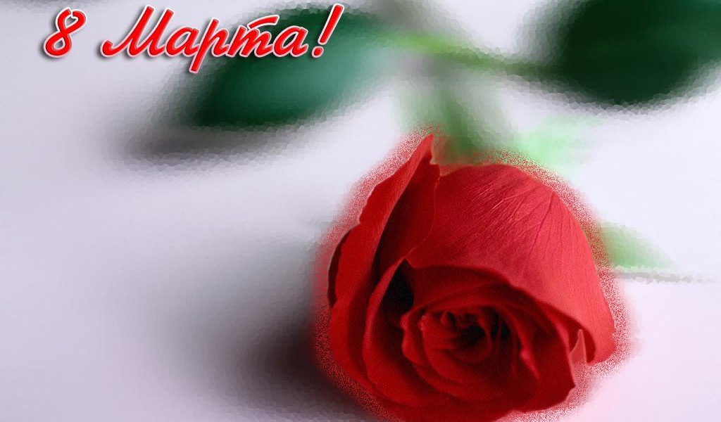 Красная роза