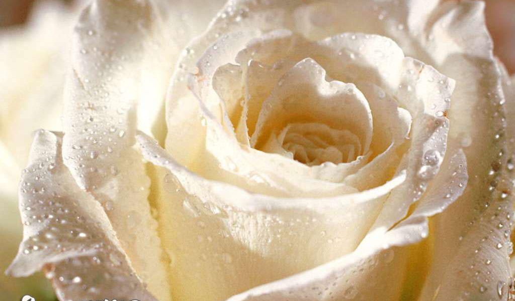 Роза 8 Марта