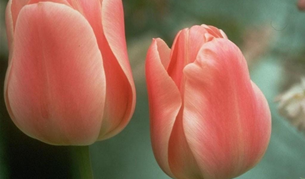 Два цветочка