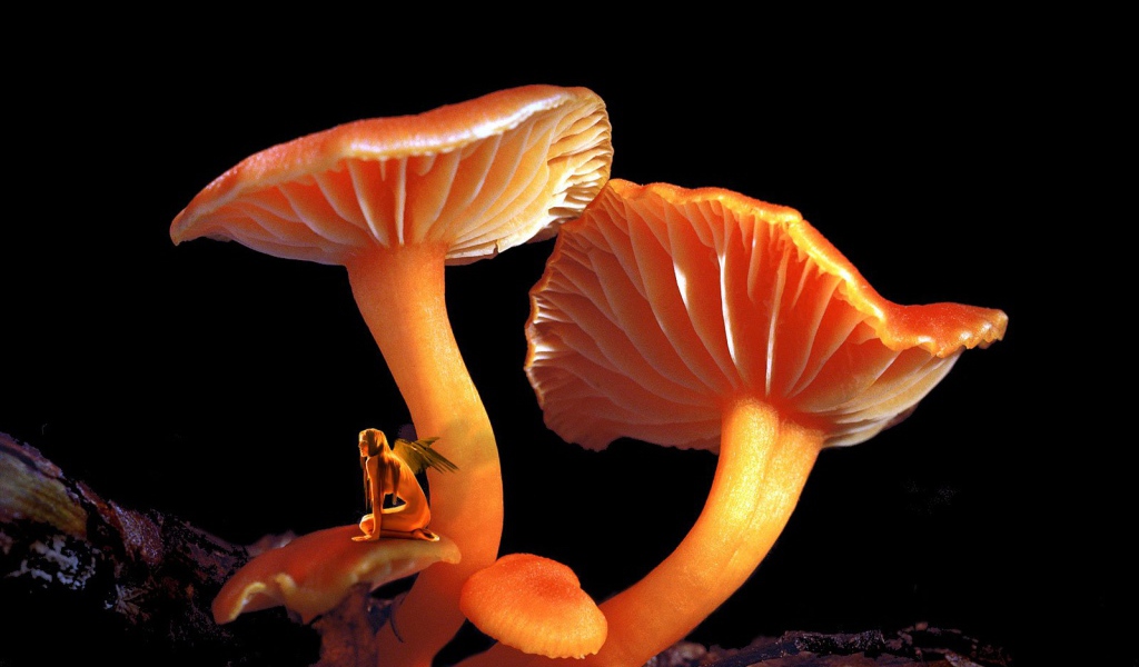 Грибной Эльф