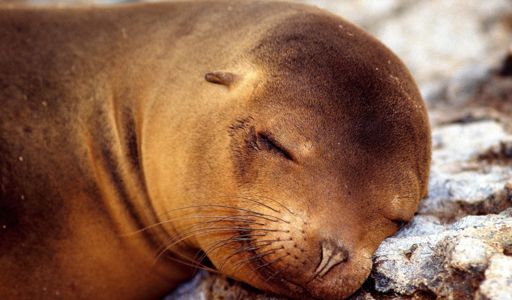 Морской котик