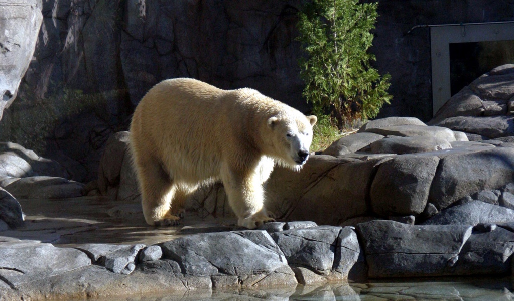 Большой Белый Медведь