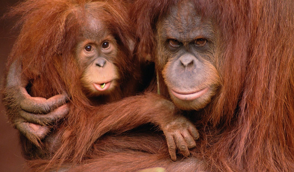 Отец и сын обезьяны