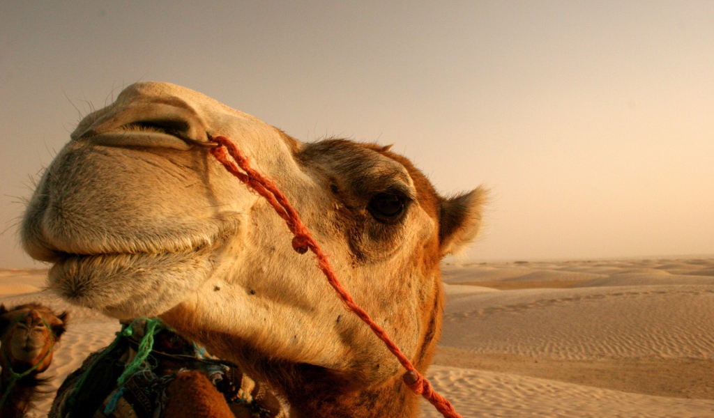 Смешной верблюд