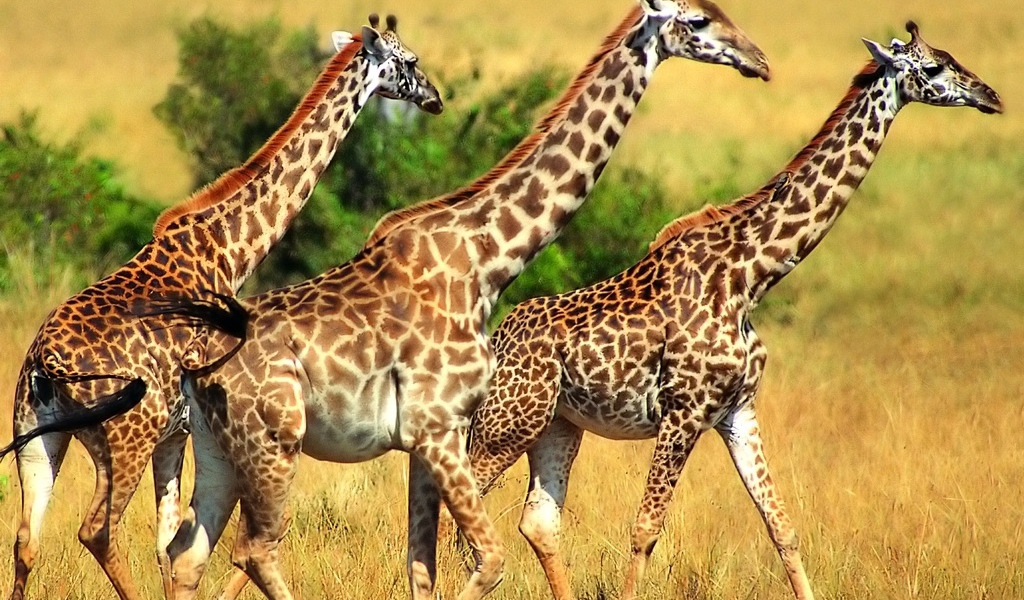 Трио жирафов