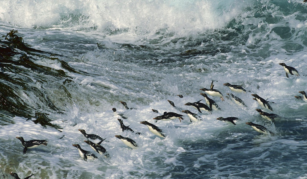 Множество пингвинов