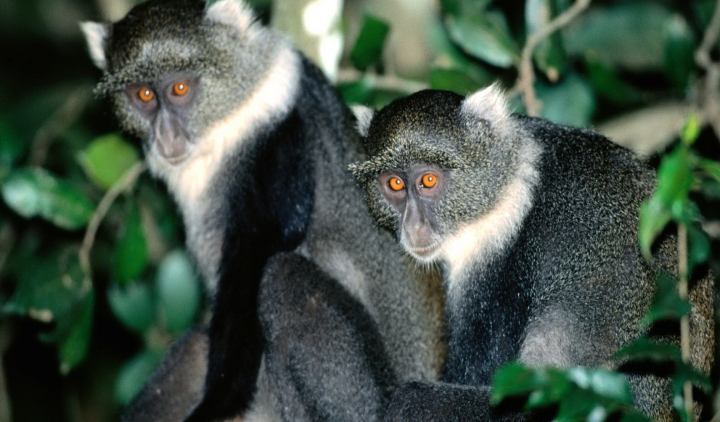 Обезьянки с яркими глазами