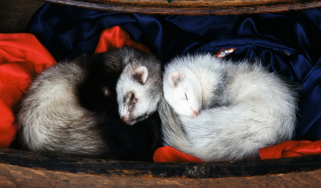 Спящие норки