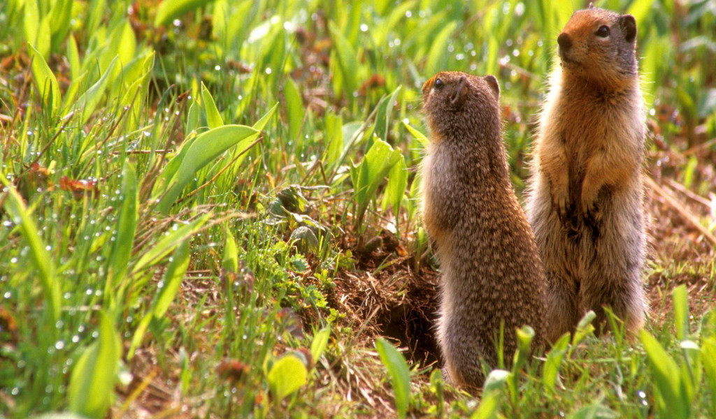 Зверьки на задних лапах