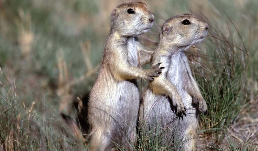 Два бурундука