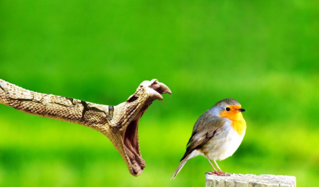 Птичку жалко